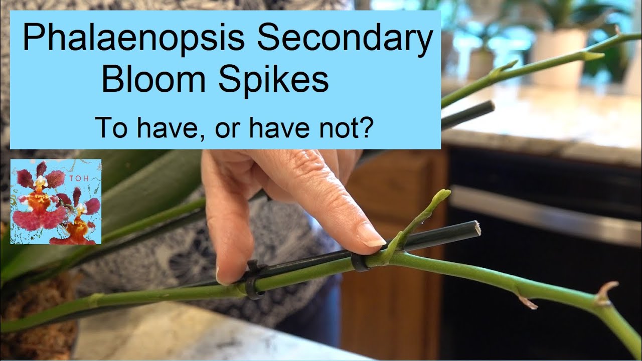 Phalaenopsis Orchid Secondary Bloom Spikes...To Have, or Have Not? | Making an Informed Decision!