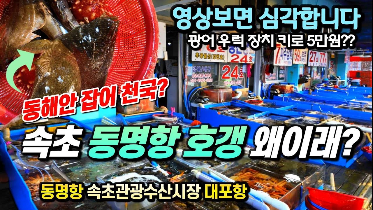 [속초 동명항] 아직도 이렇게 판다고?? 관광객 호구 만들기? 속초 [동명항 속초관광수산시장 대포항] 그러지 마세요!