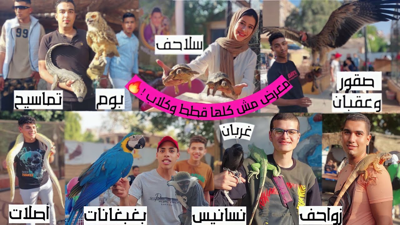 زورت أكبر معرض للحيوانات فى مصر ! 🤩💖🔥 غزلان نعام طواويس قرود جوارح بغبغانات سناجب طيور زواحف اسماك و