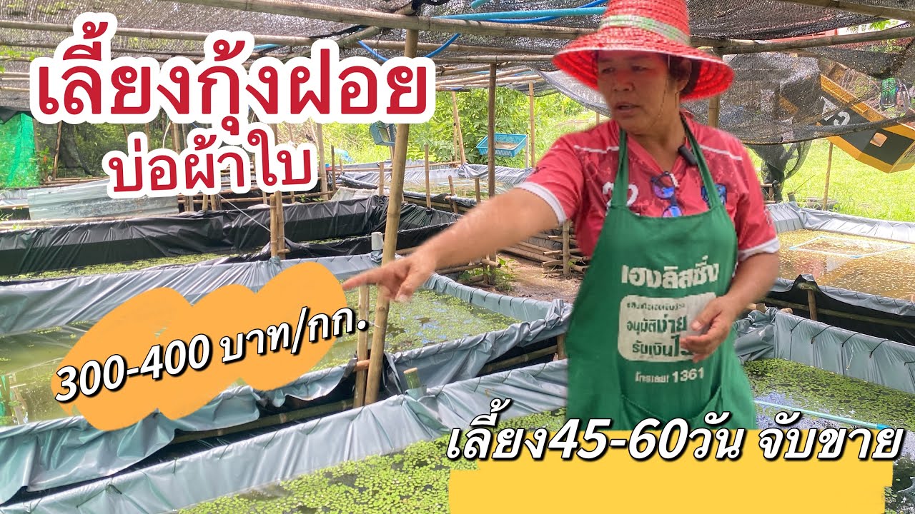 เลี้ยงกุ้งฝอยรายได้ดี‼️มีเท่าไหร่ไม่พอขาย เลี้ยงง่าย โตไว ขายคล่อง ดูแลไม่ยาก