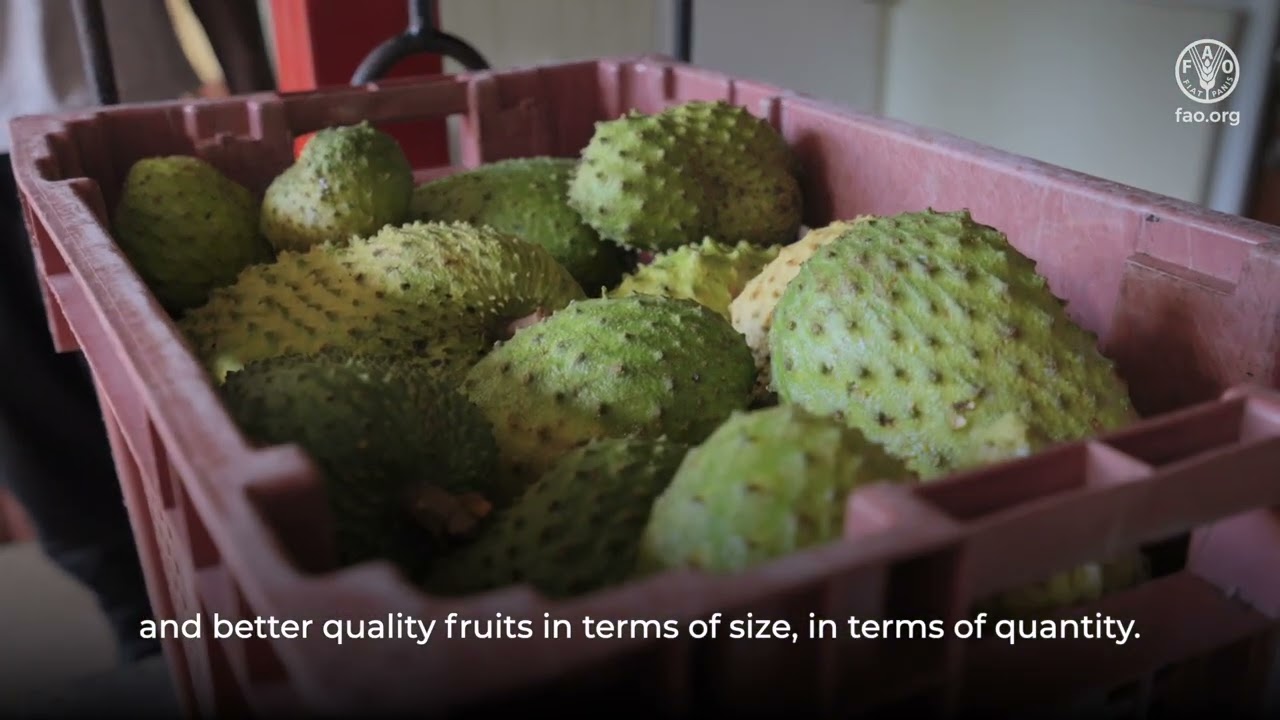 Growing prosperity: Elevating Grenada's Soursop Industry for Economic Growth