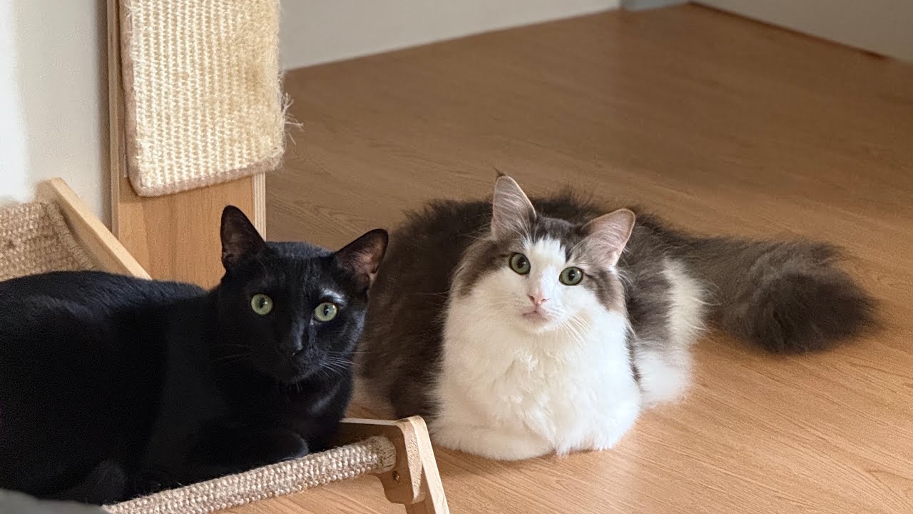 「歐拉夫オラフ」貓咪看貓咪電視 Cat TV 挪威森林貓