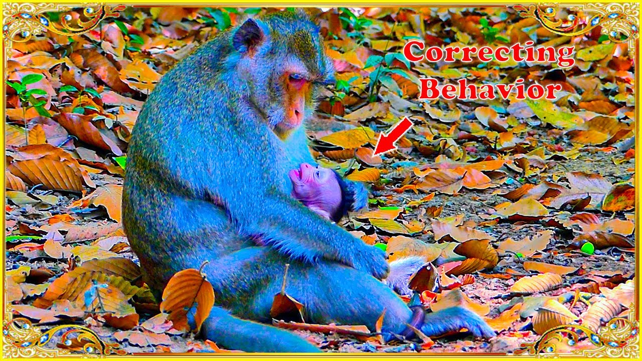 Mother...!! Monkey Anna Correcting Behavior To Baby Arian.