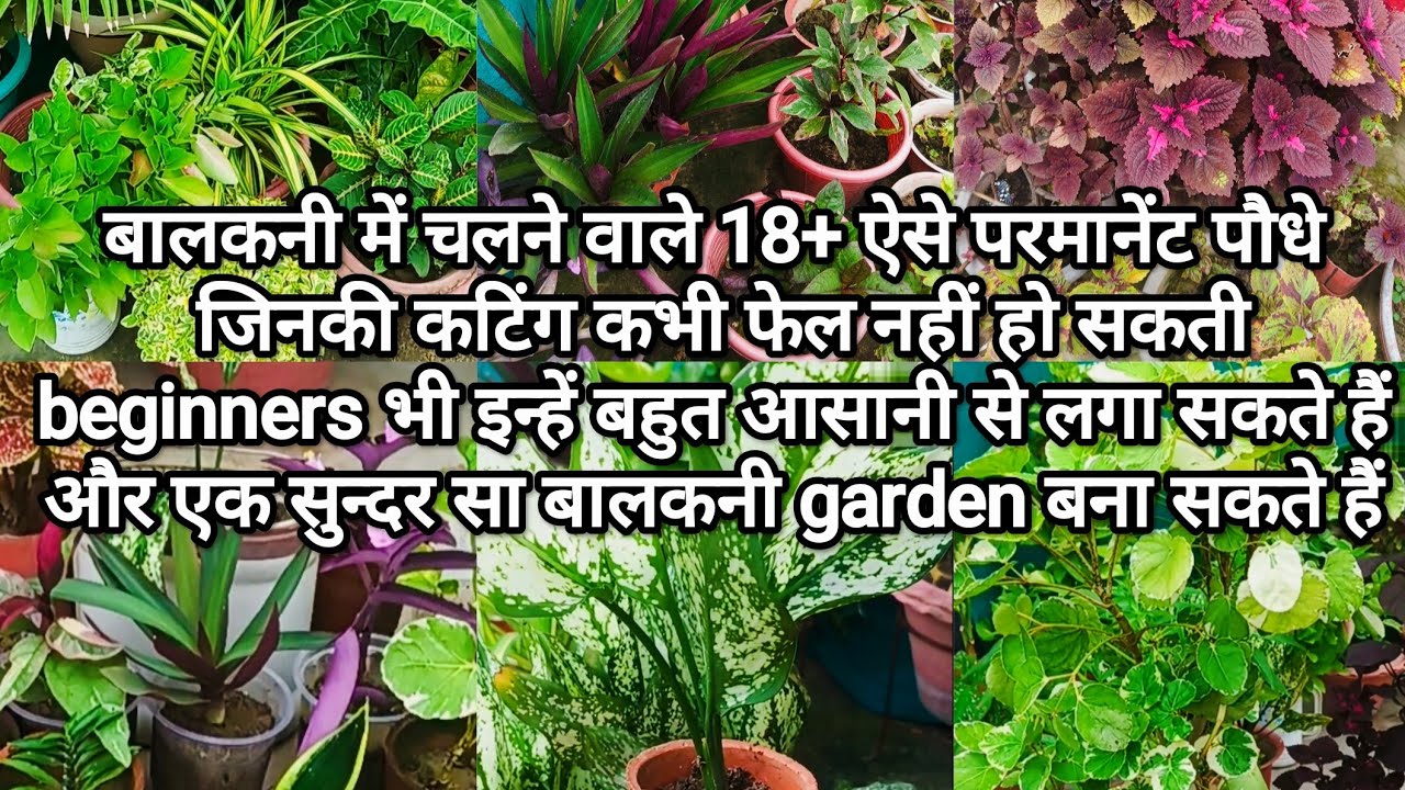 18 aise low maintenance permanent plants jinki cuttings kabhi fail nahi ho sakti#balconygarden 