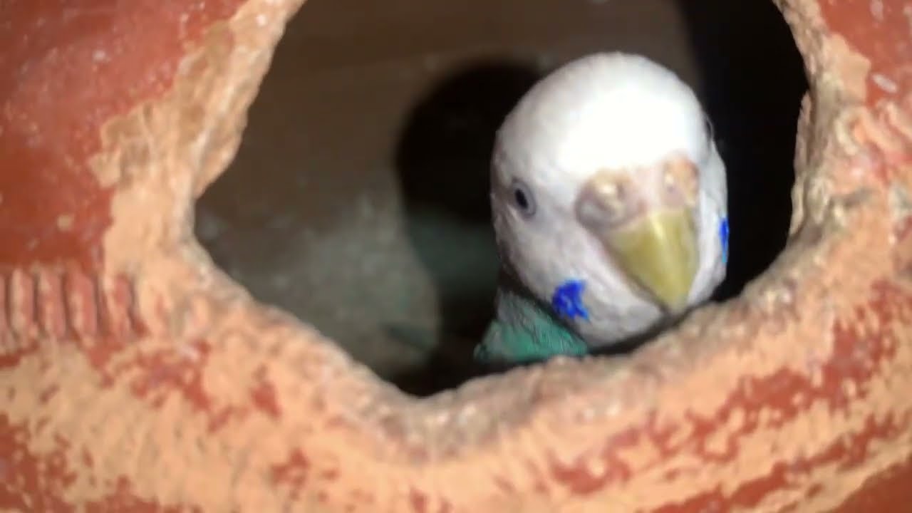 Birds Ne Eggs 😭🥚 fek diya // budgies Parrot Breeding update 