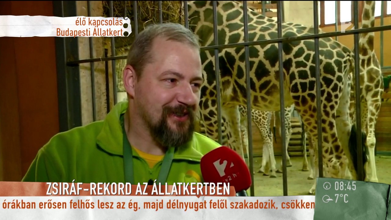 Zsiráf bébibumm az állatkertben - tv2.hu/mokka
