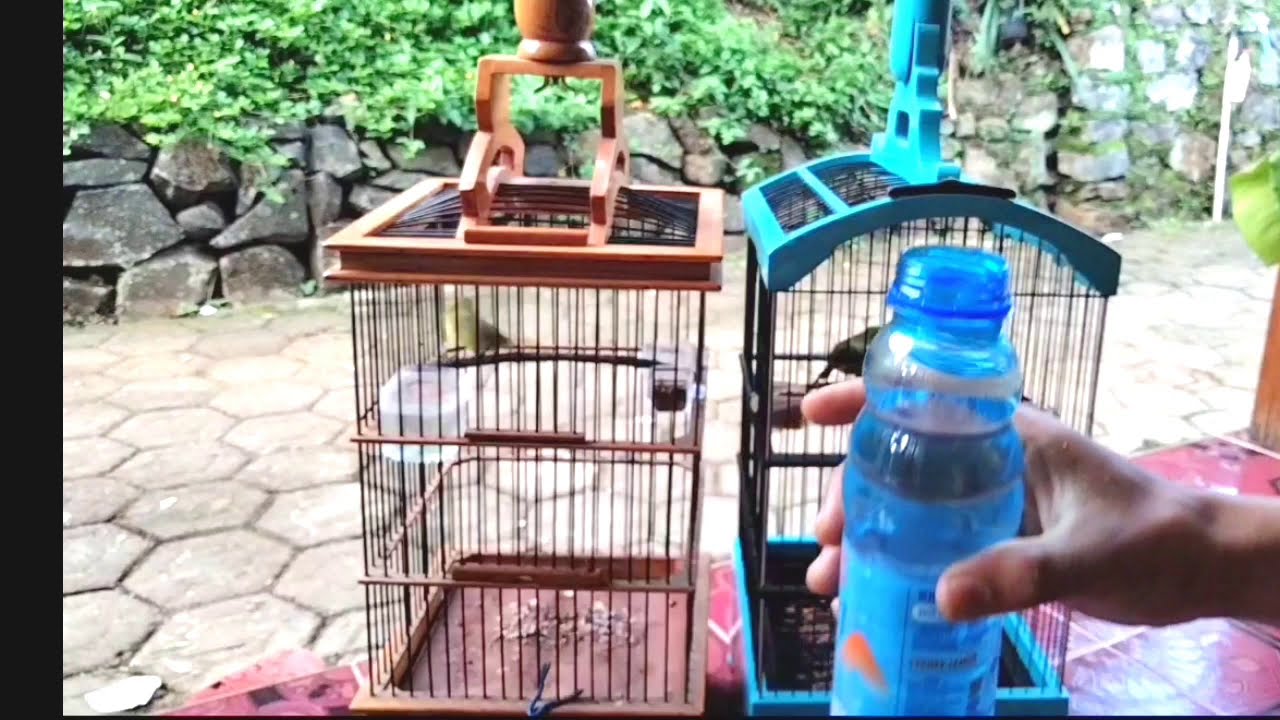 Minuman Pleci dextro 87 Ini Bikin Cepet Buka Paruh Gacor.