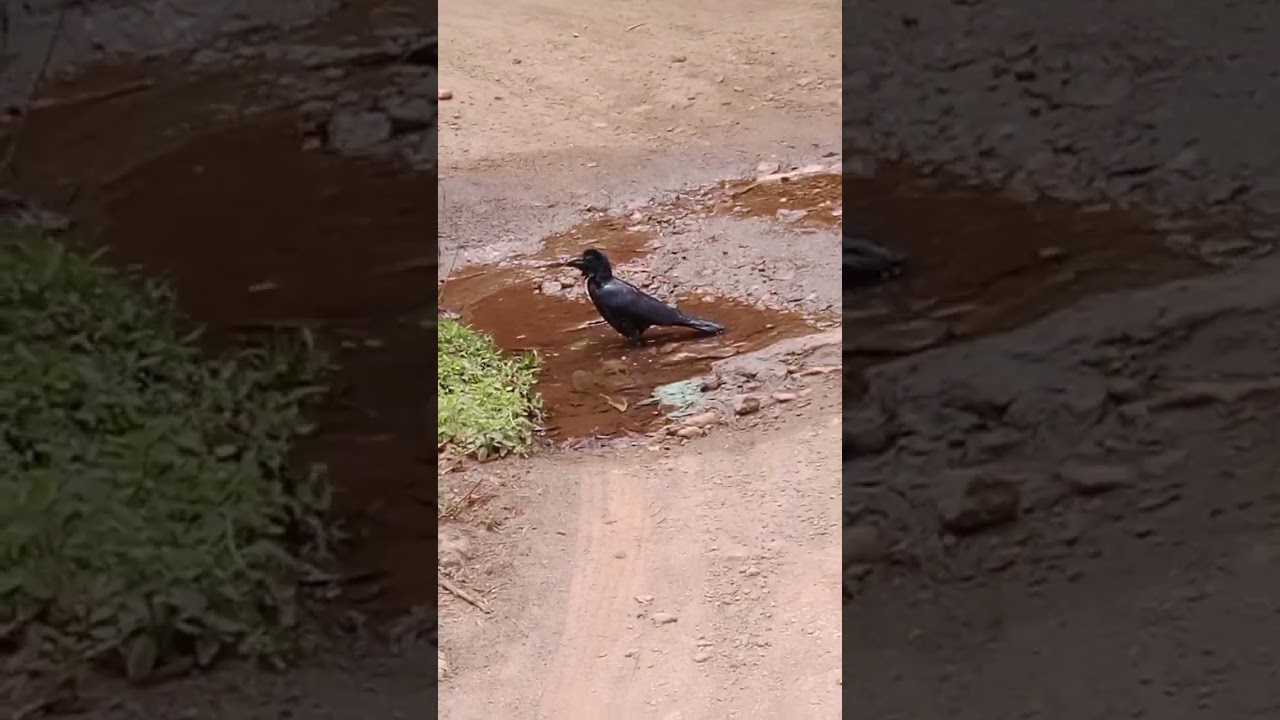 kakka is bathing 🧼🧼so cute 🥰#shorts#ytshort@ranjeethrani1991 🥰 nature