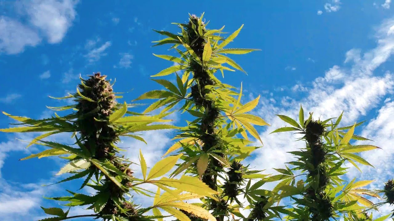 2022 Outdoor Cannabis Garden Tour | Garden Update [#15] - September 24