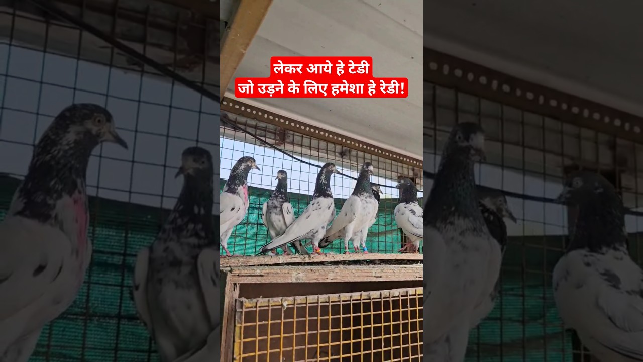 Teddy Kabootar. 🤩 #pigeon #kabutar #kabootar #jaikabutar #jaikabootar #jaykabootar #jaykabutar jay
