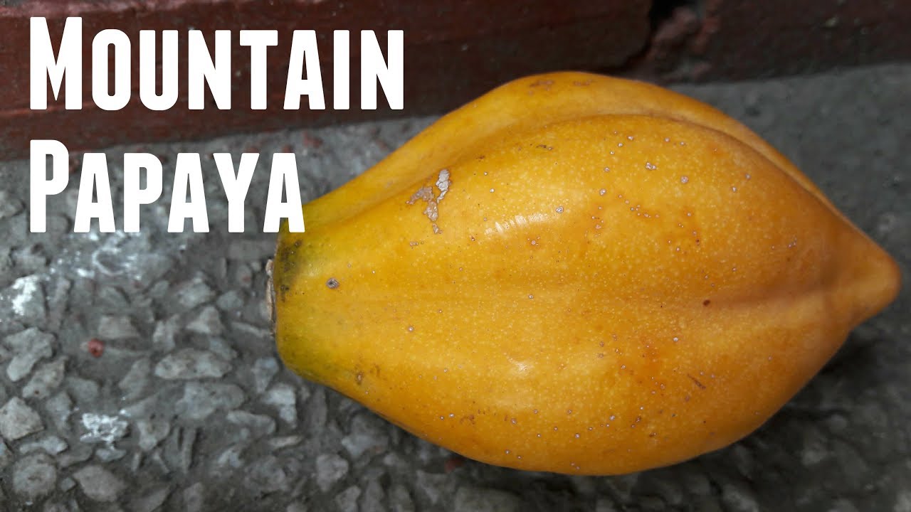 Mountain Papaya Review - Weird Fruit Explorer Ep. 217