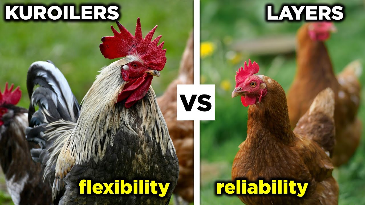 Layers Vs Kuroilers | Which is BETTER?