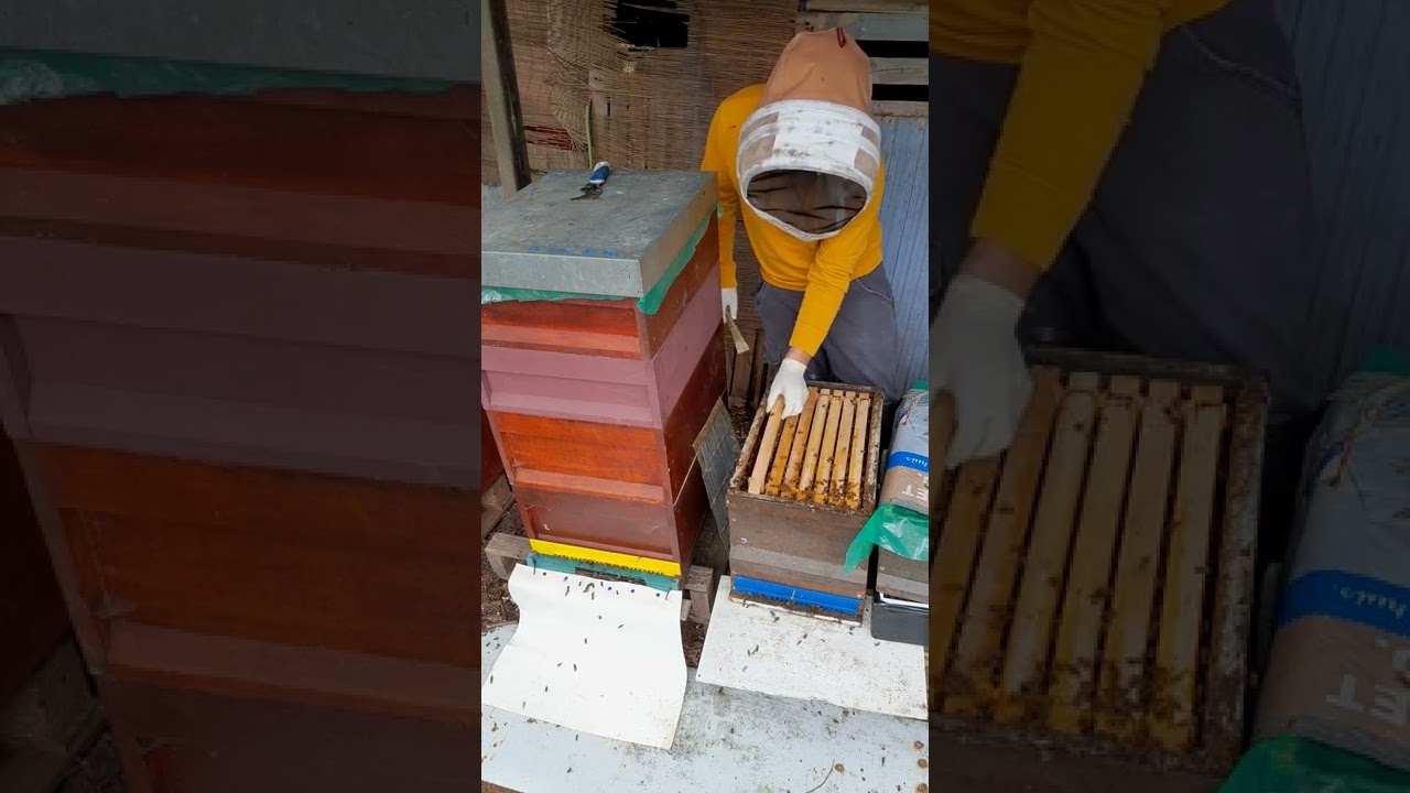 çift analı güçlü başlamış ile zayıf kışlamış koloni arasındaki bal verimi ve koloni yönetimi...