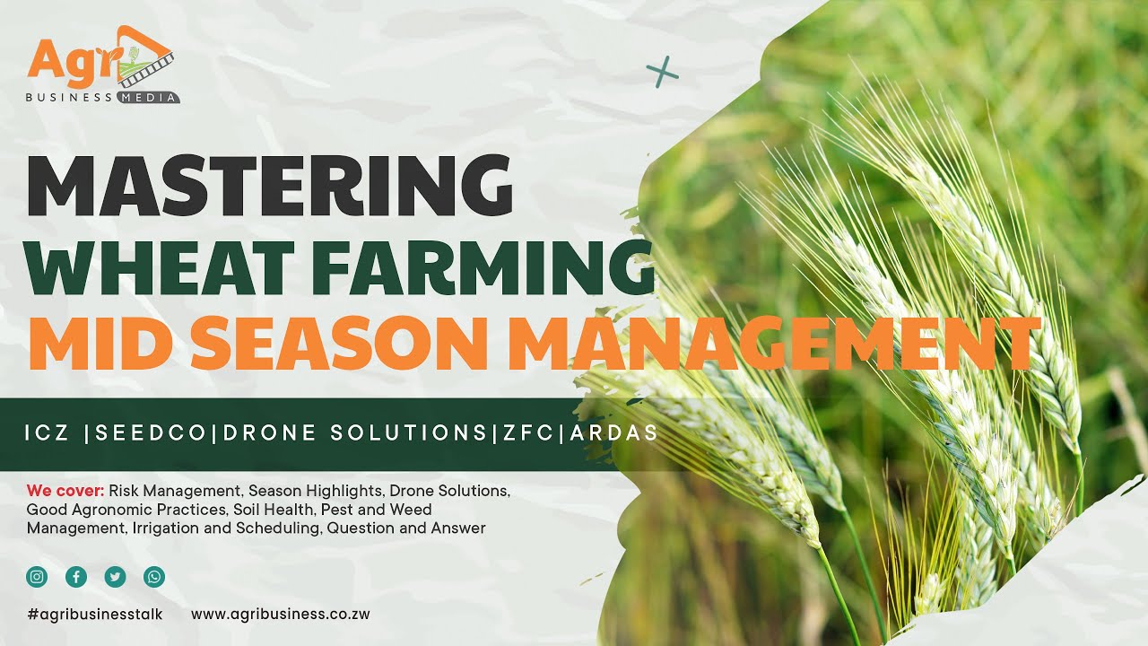 Mastering Wheat Farming: Risk Management, Agronomic Practices, and Innovative Tech Solutions