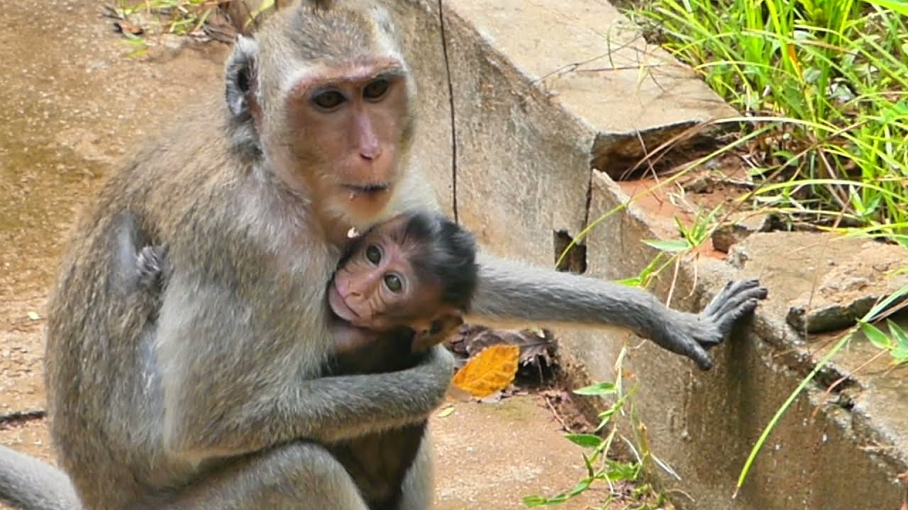 Baby monkey Rini cry loudly angry for mom, Mom monkey Rany follow takes care of her