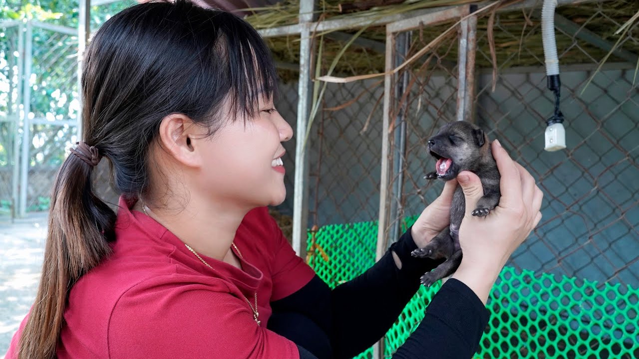 Rural girl care baby dogs 💖 The 7 BOX ASMR 💎