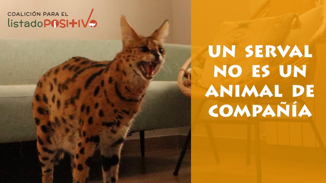 El serval Tila no es un animal de compañía adecuado. Coalición Listado Positivo - AAP
