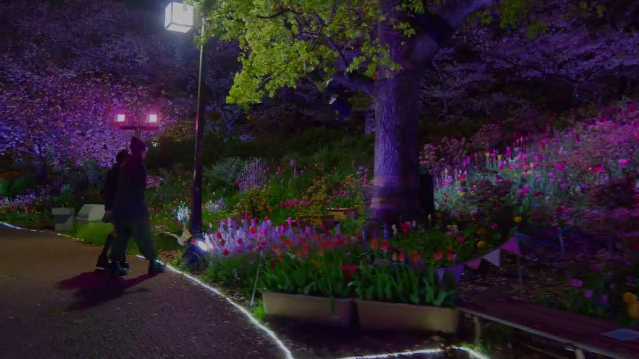 Ukima Park Cherry Blossom and Tulip Illumination v-log color edit version 4k ultra HD