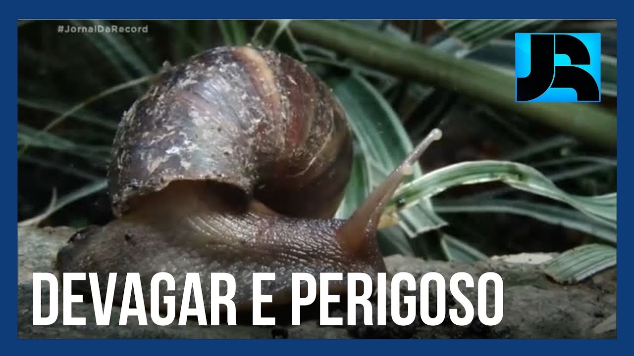 Invasores Urbanos: caramujos se multiplicam e viram ameaça à saúde nas cidades