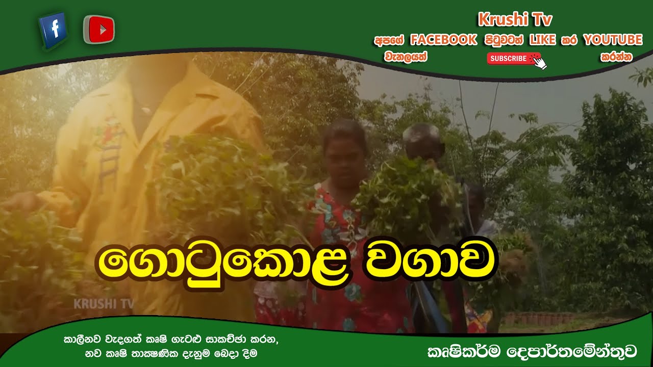 ගොටුකොළ වගාවක් සදහා | Krushi Tv