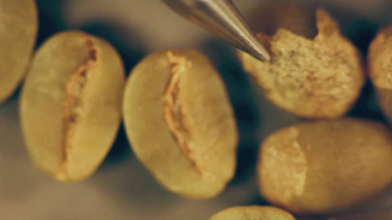Green Coffee School - Part 1