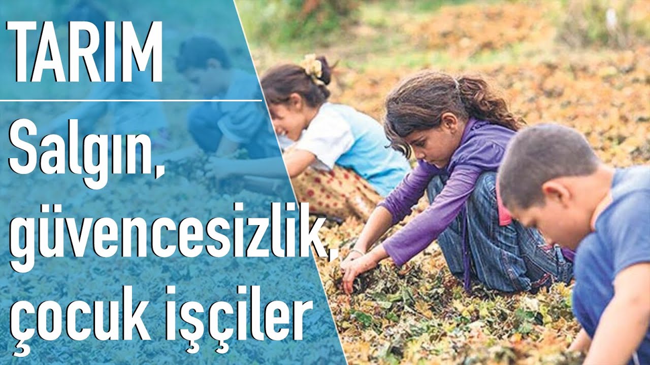 Çocuk işçiler, salgın, güvencesiz hayat: Mevsimlik işçiler başka bir dünyada yaşıyor