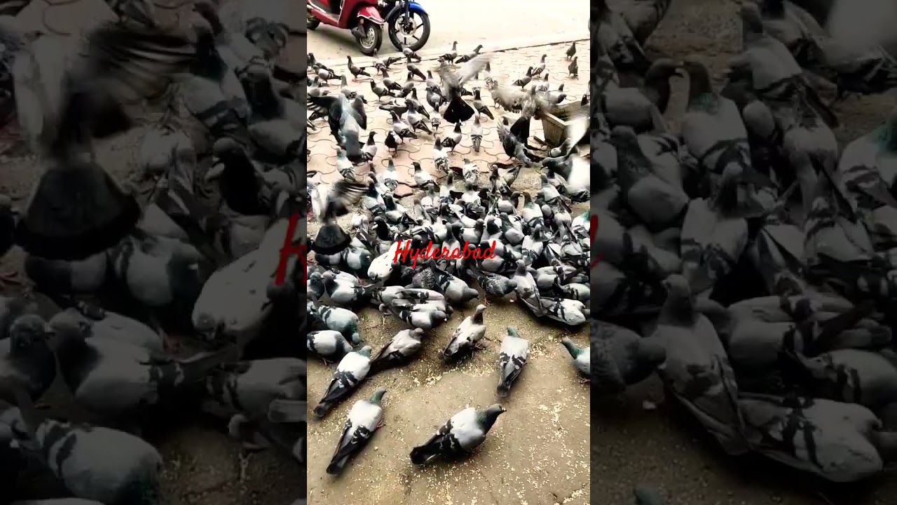 Hyderabad #morning #hyderabadi #pigeon #shorts