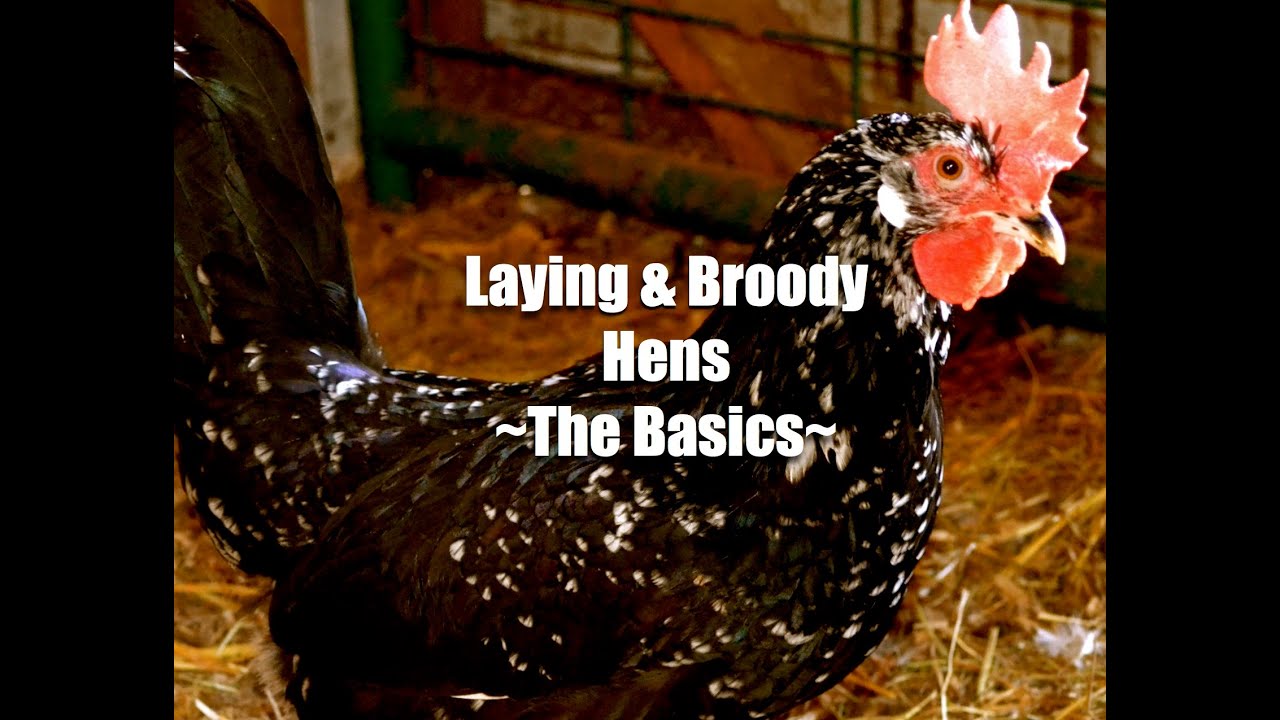 Laying & Broody Hens - The Basics