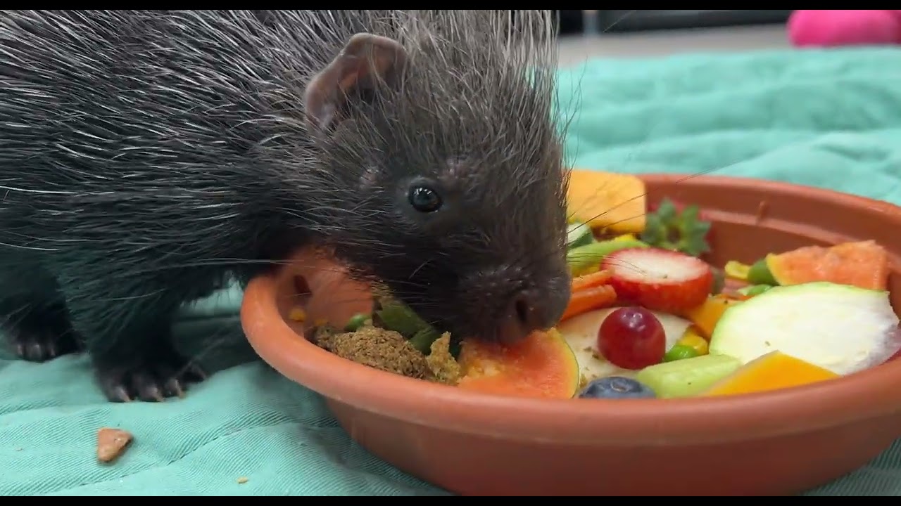 Baby Porcupine Named Violet - Cincinnati Zoo