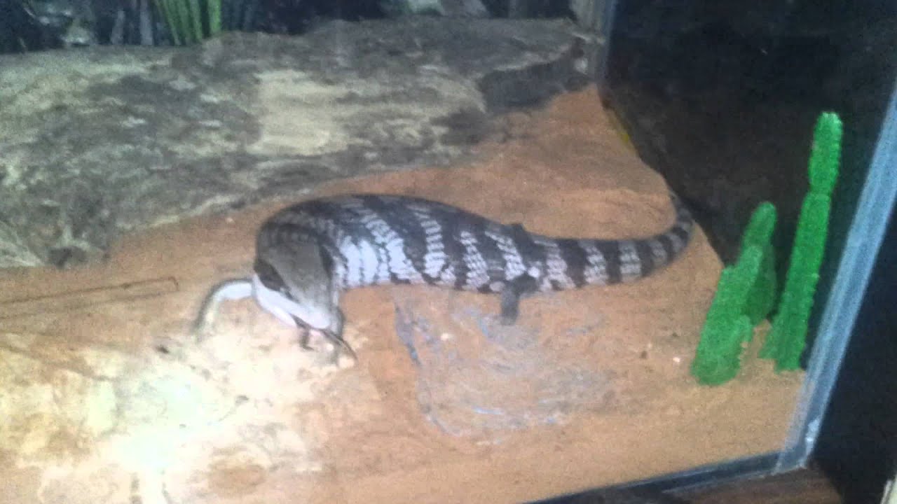Blue tounge skink eating a burrowing frog