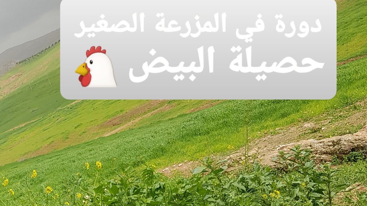 دورة في المزرعة الصغيرة حصيلة البيض 🐔