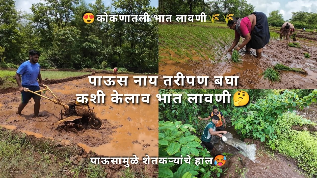 पाऊस नाय तरीपण बघा कशी केलाव भात लावणी🤔 कोकणातील भात लावणी आणि पावसामुळे शेतकऱ्यांचे हाल🥵 #kokan
