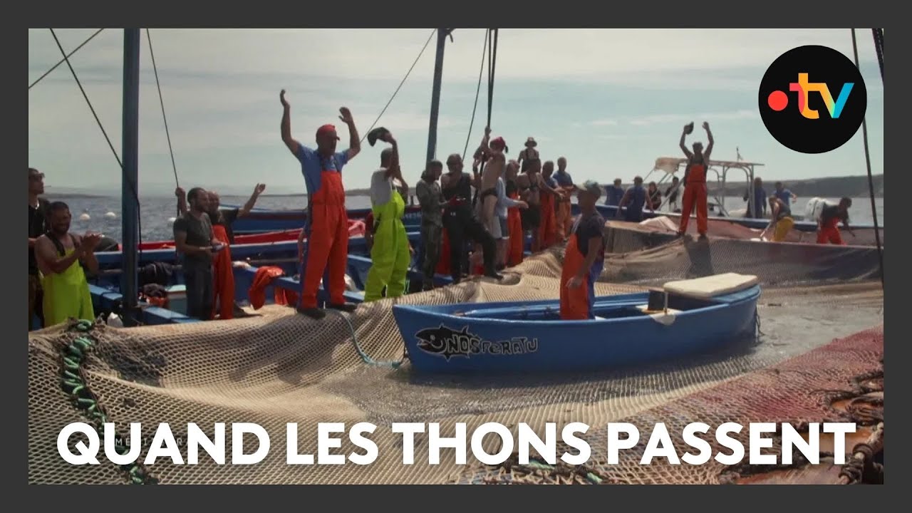 MEDITERRANEO – En Sardaigne, une technique de pêche aux thons ancestrale et unique au monde