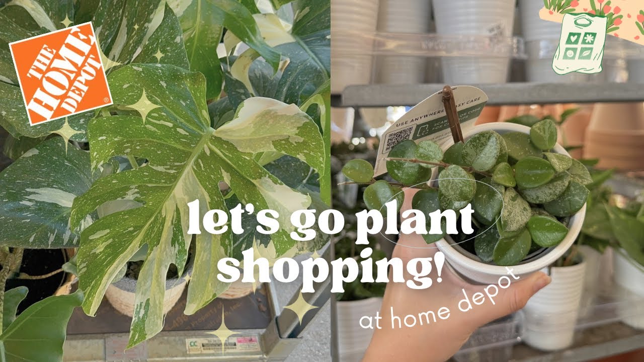 Incredible Hoya Variety at a Box Store! 🪴 | Plant Shopping at Home Depot in Killeen, TX 