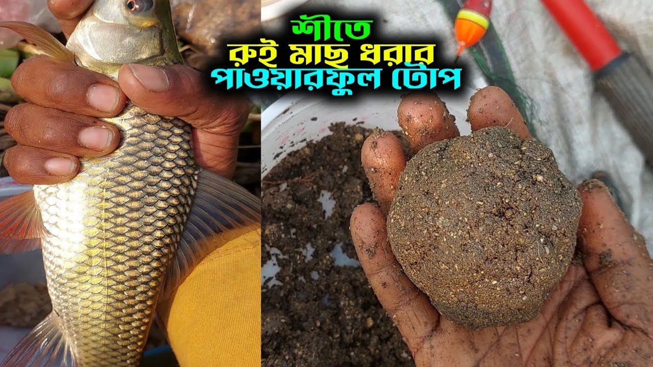 Powerful টোপে রুই মাছ পাগল! Unbelievable Rohu Fishing || রুই মাছের সেরা টোপ | Best Rohu Fishing Bait
