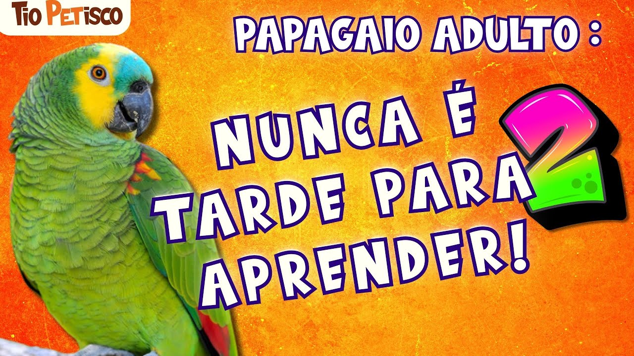 TRUQUE INCRÍVEL PARA AVES: Ensine seu Pássaro a PEGAR e GUARDAR Objetos (Passo a Passo)