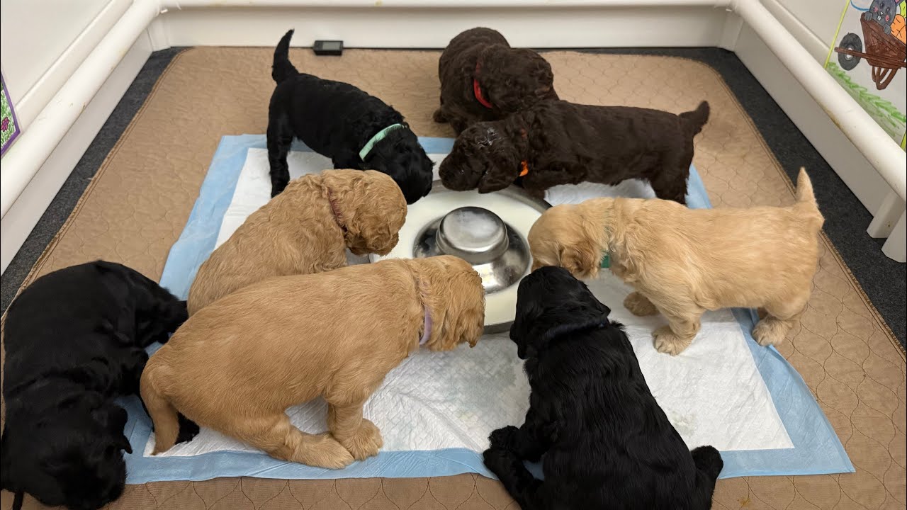 Goats Milk for the “Legacy” Goldendoodle puppies