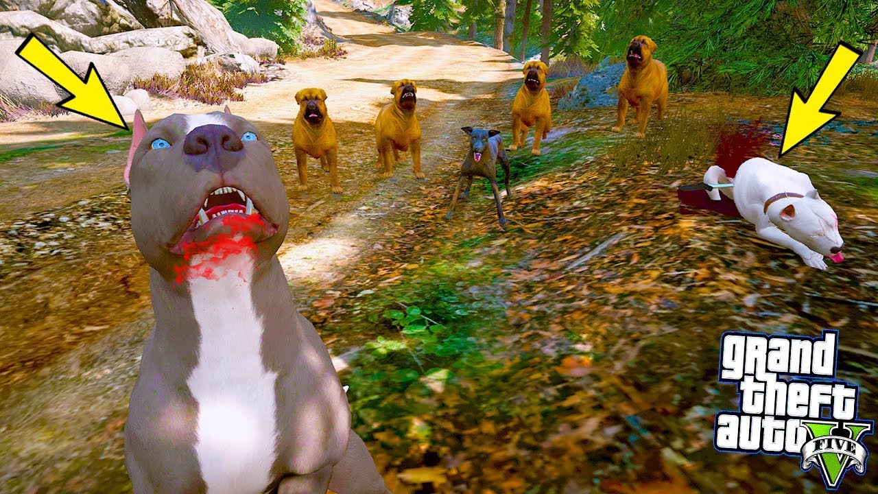 YAVRU PİTBULL BABASINI VAHŞİ KÖPEKLERDEN KURTARIYOR(BÜYÜK KAPIŞMA) - GTA 5