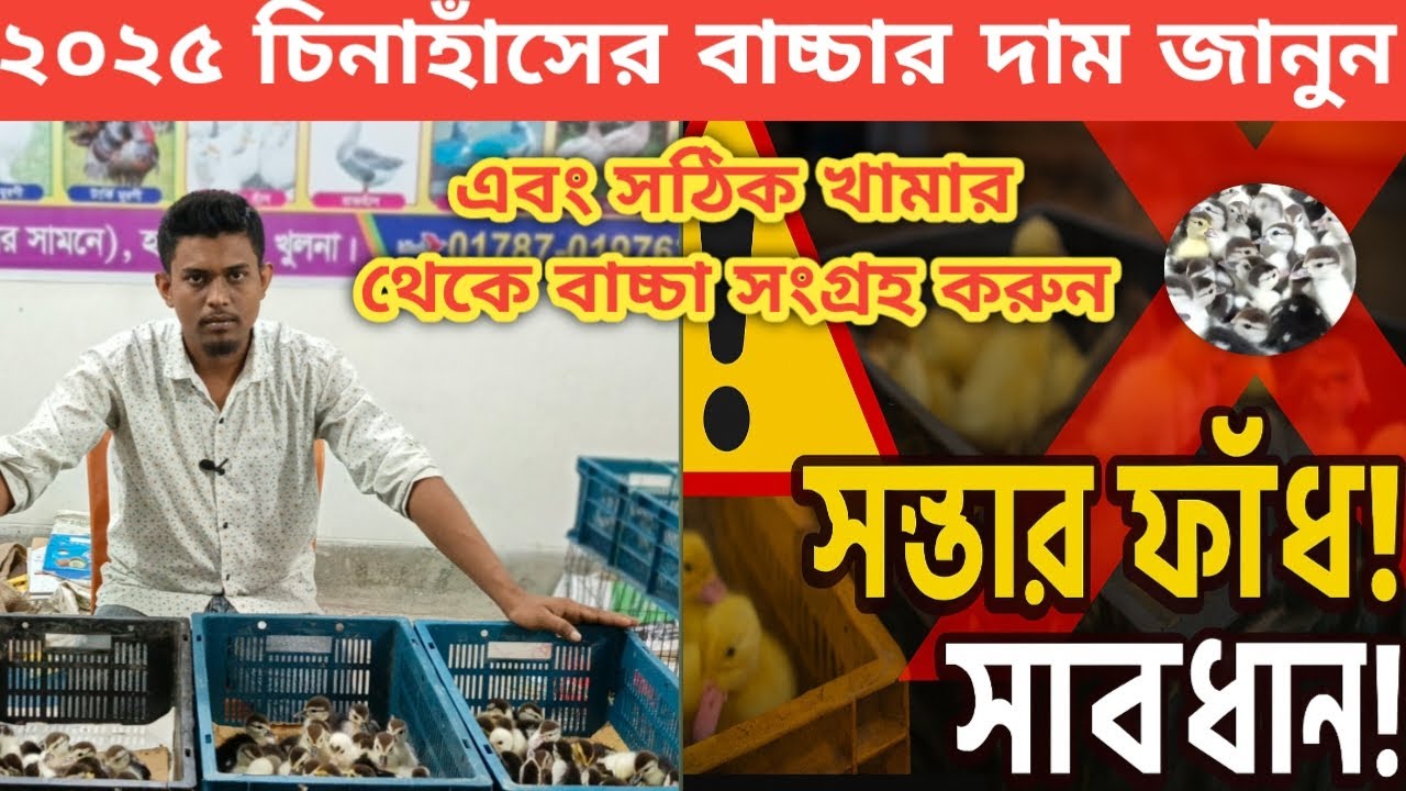 চীনা হাঁসের বাচ্চার দাম জানুন ২০২৫|এবং প্রতারকদের  সস্তার ফাঁদ থেকে সাবধান থাকুন#চিনা_হাঁস#চিনা#হাস