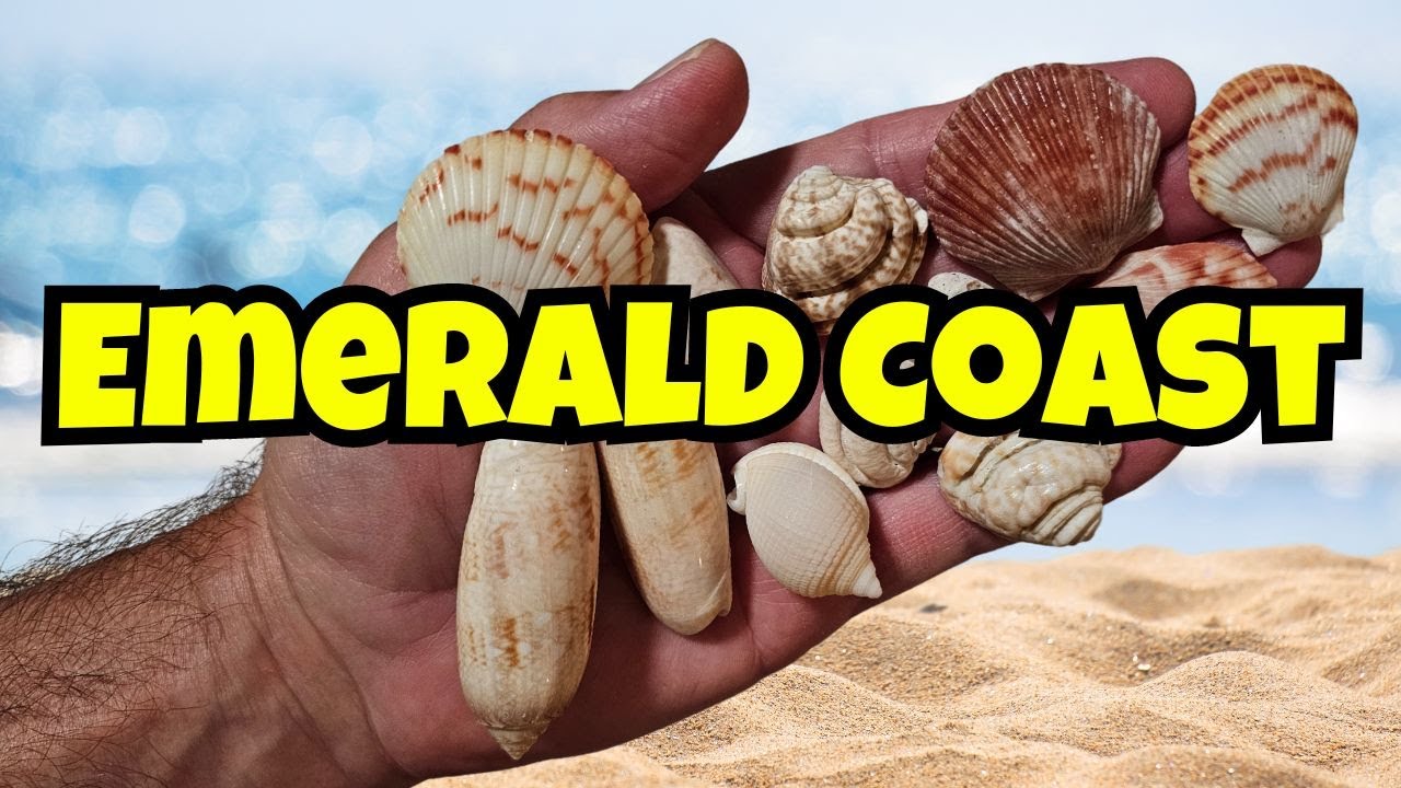 Shelling & Beachcombing Florida's Emerald Coast