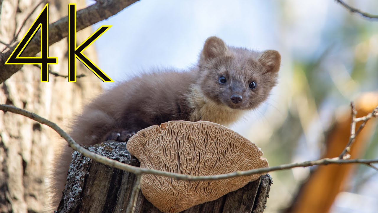 Куница лесная/European pine marten (Martes martes) (4К)