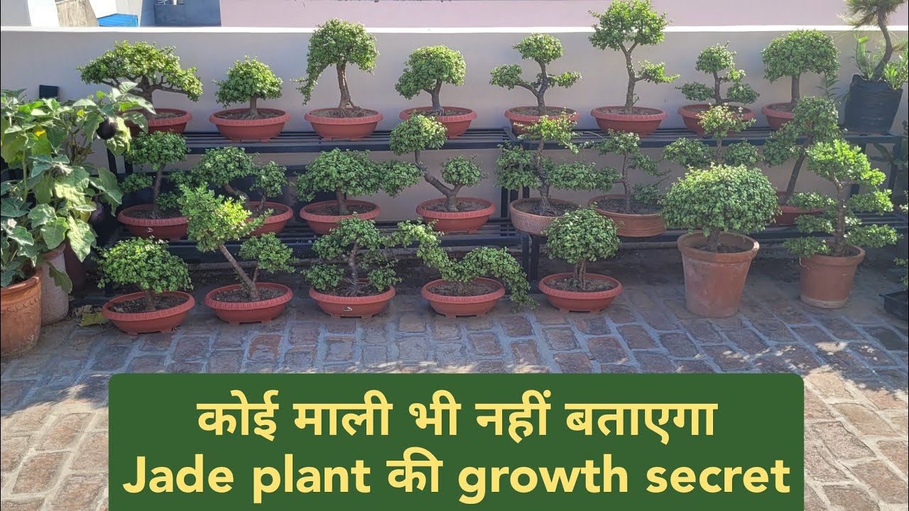 कोई माली भी नहीं बताएगा Jade Plant ग्रोथ का टॉप सीक्रेट / Jade plant care / एकबार जड़ो में मिला दो