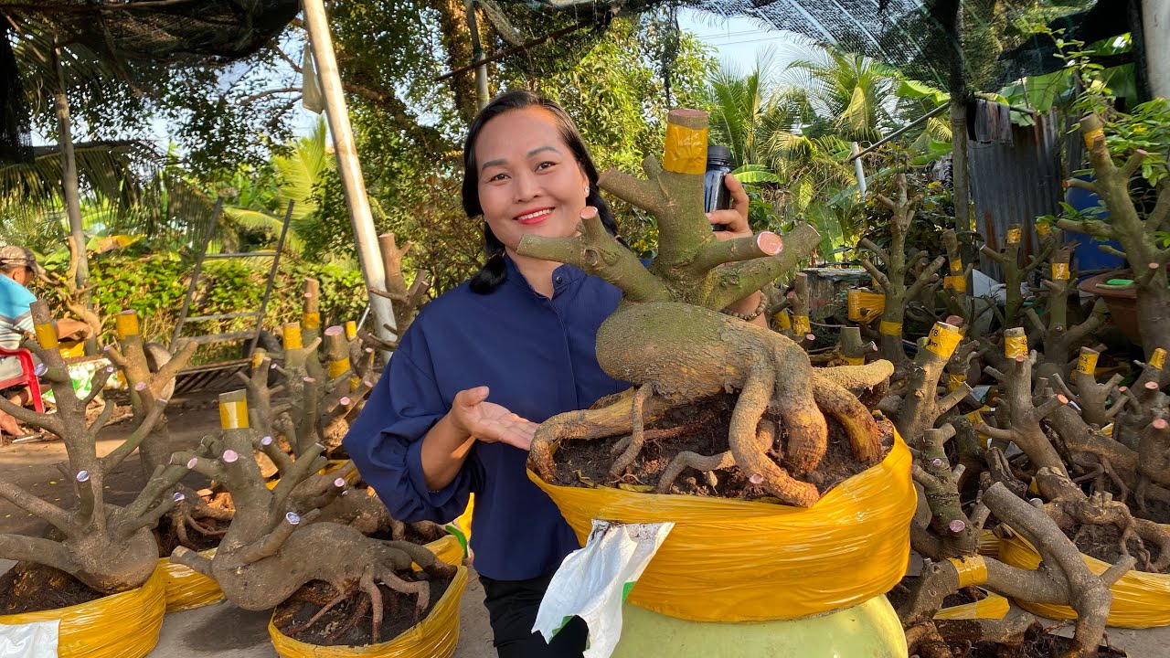 21/02/ ngọc (0907321470) Gl lô mai phôi dảo hạt thủ Đức đế đẹp giá yêu thương kính mời ❤️❤️
