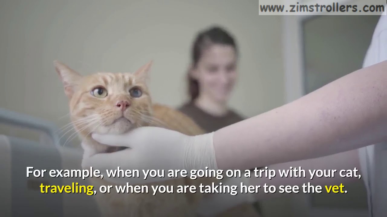How to Get Your Cat Used to A Stroller [6 Steps To Teach Your Cat To Use A Stroller]