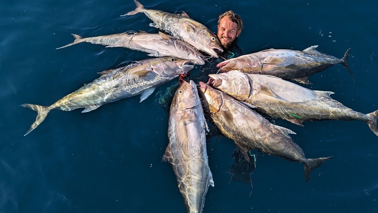 7 AMBERJACK in 15 MINUTES  (Commercial  Spearfishing, No Powerhead)     @ 200ft