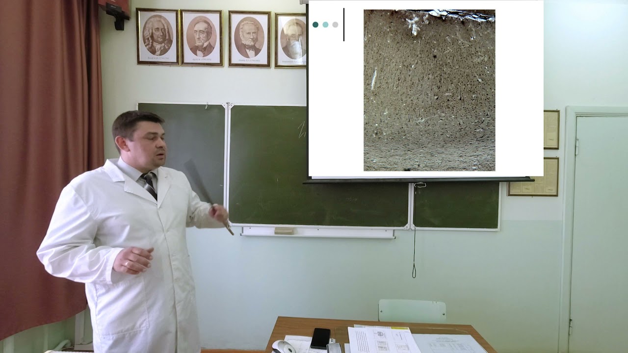 нервная система. общая характеристика