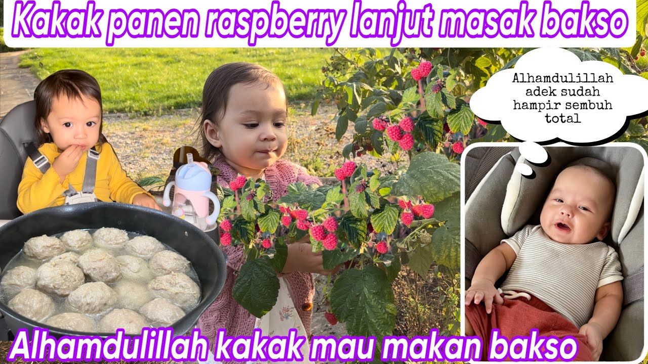 KAKAK PANEN RASPBERRY LANJUT MASAK BAKSO || ALHAMDULILLAH KAKAK MAU MAKAN BAKSO