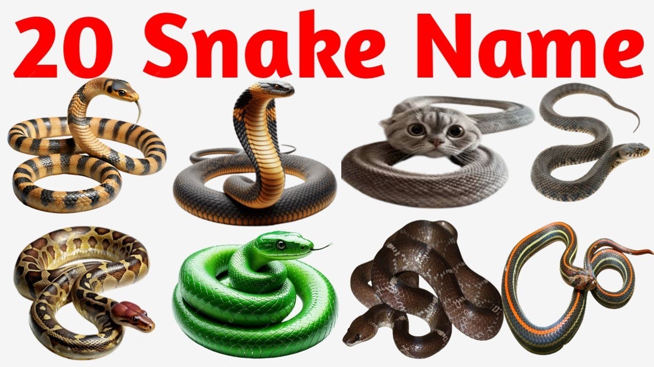 20 साँपों के नाम | 20 Snakes Names for Kids | Learn Wild Animals in English | Snake Learning Video