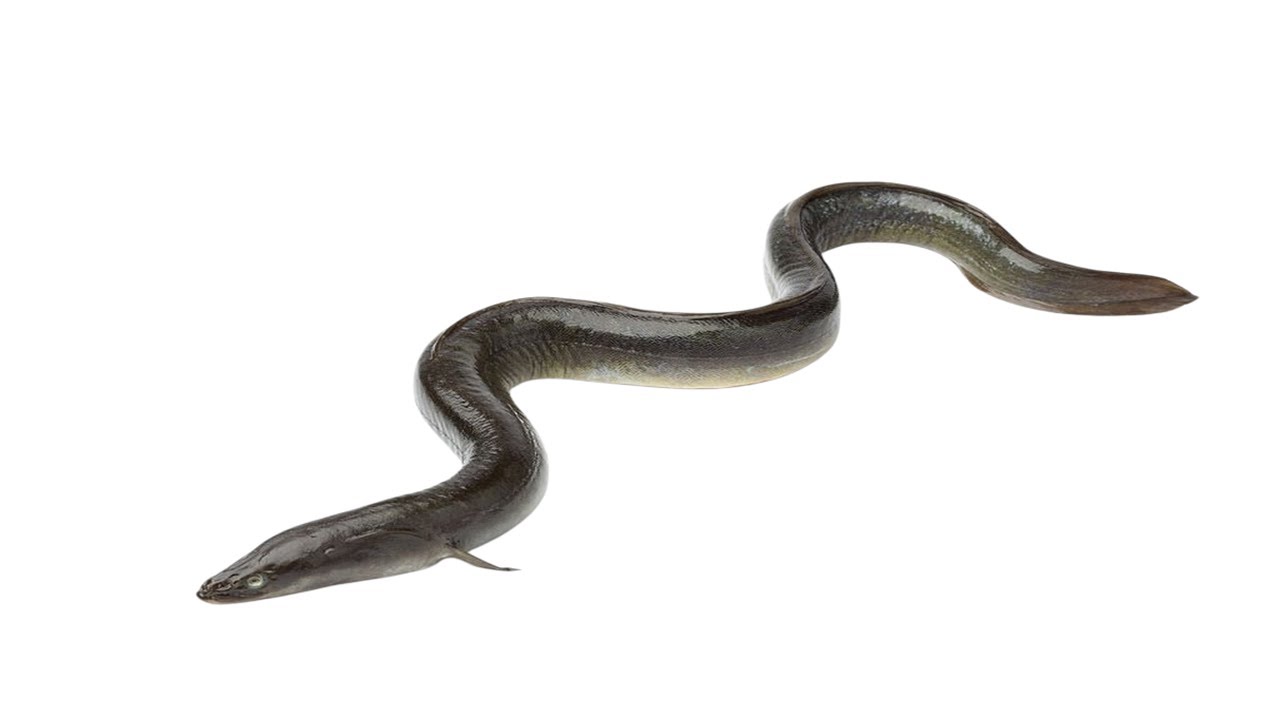 Baby Eels Fish
