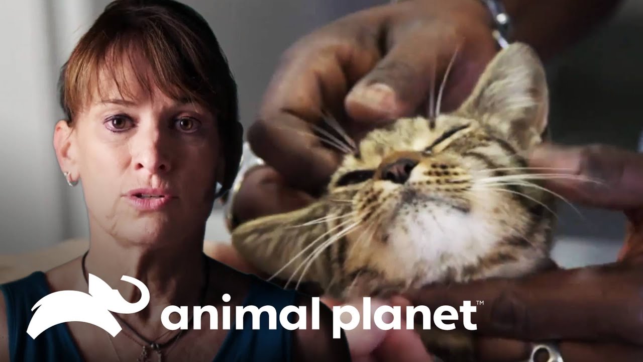 Cuando los guardianes llegan para salvar a un gatito | Guardianes Al Rescate | Animal Planet